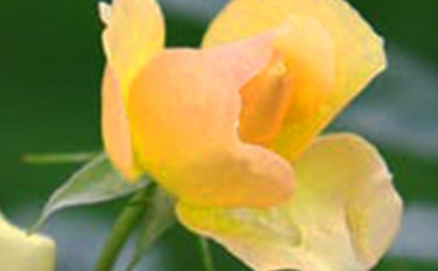 小班美術(shù)美麗的花朵教案