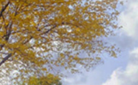 北湖公園的景色優(yōu)秀作文(通用10篇)