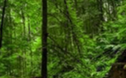 歐洲之旅——德國黑森林咕咕鐘工藝坊作文