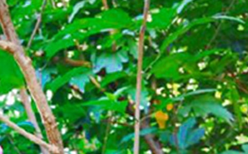 2023年通用溫馨的早安心語語錄大匯總50句